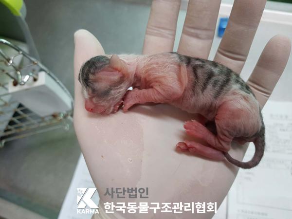 [고양이] 한국 고양이 서울-금천-2025-00081 유기동물 배경 이미지 입니다.
